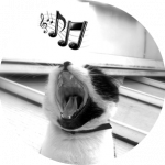 Mimi, le chat qui chante